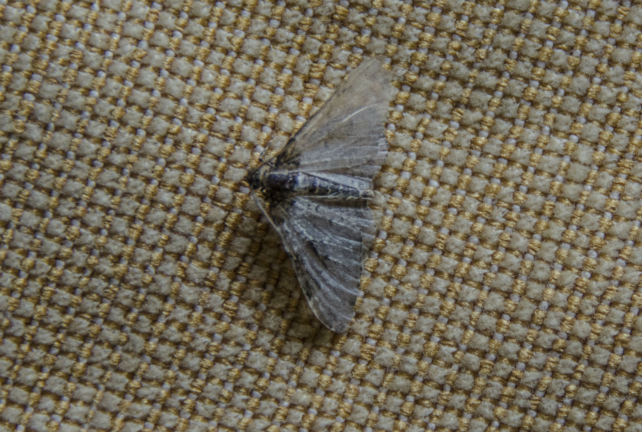 Onbekende nachtvlinder